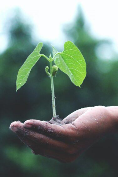 earth day: close-up image of a child's hand holding soil and a sprouting plant