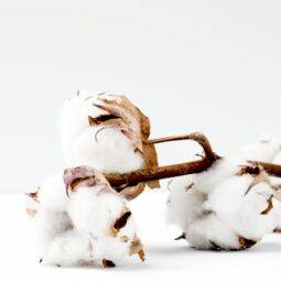 imagem da planta do algodão