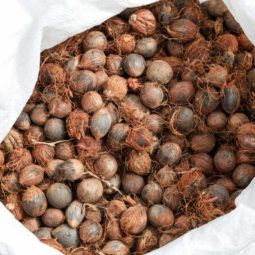 seeds of mumuru