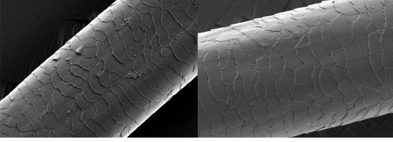 dry damaged hair: All Things Hair - split ends healthy hair microscope