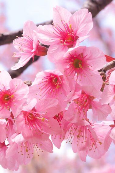 Photo of sakura blossoms